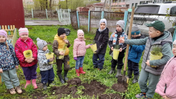 Акция "Кедр Победы" Акция "Кедр Победы".